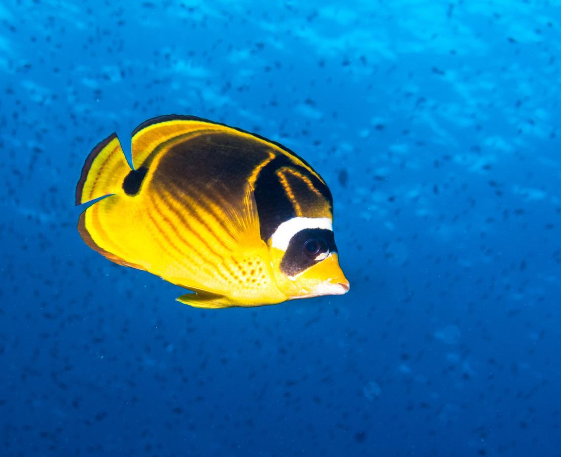 Gecko Nature Lodge Home Of Swahili Divers The Best Dive Center And Famous Gecko Restaurant Verani Exterior foto