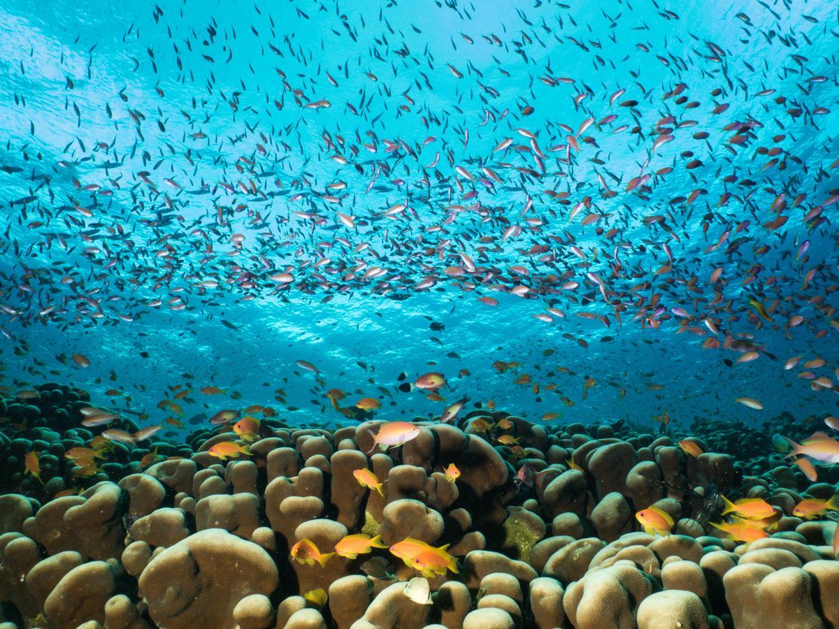 Gecko Nature Lodge Home Of Swahili Divers The Best Dive Center And Famous Gecko Restaurant Verani Exterior foto