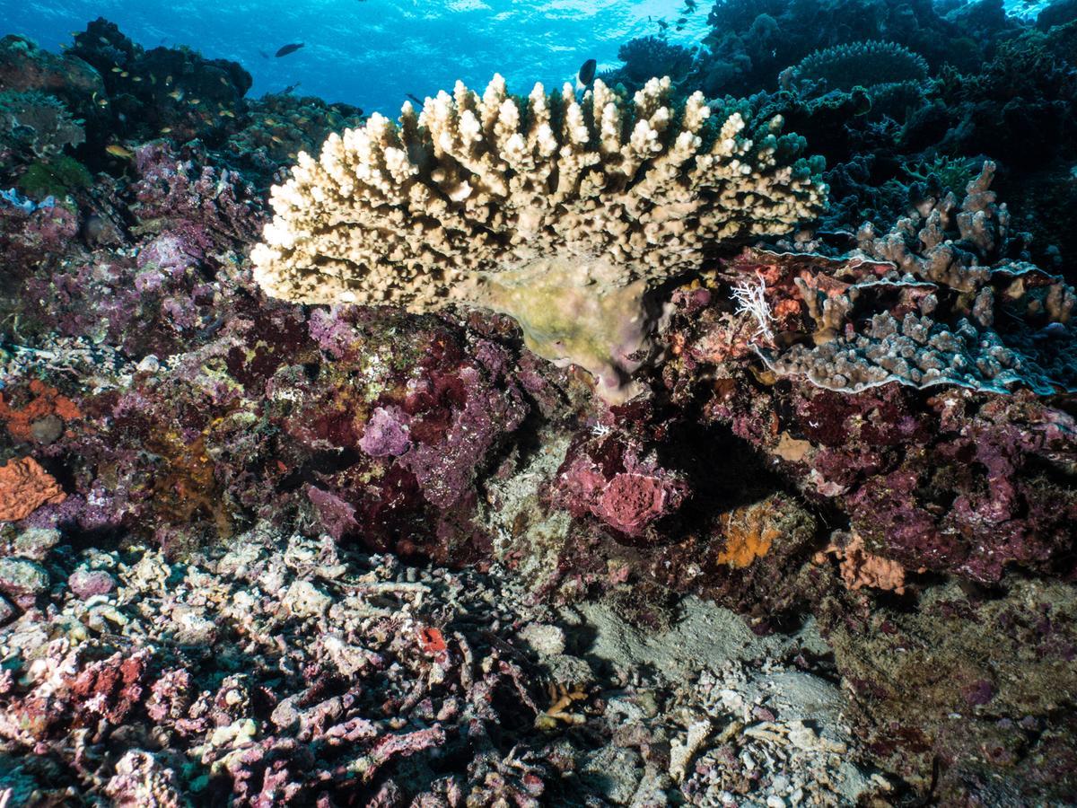 Gecko Nature Lodge Home Of Swahili Divers The Best Dive Center And Famous Gecko Restaurant Verani Exterior foto