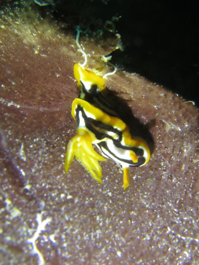Gecko Nature Lodge Home Of Swahili Divers The Best Dive Center And Famous Gecko Restaurant Verani Exterior foto