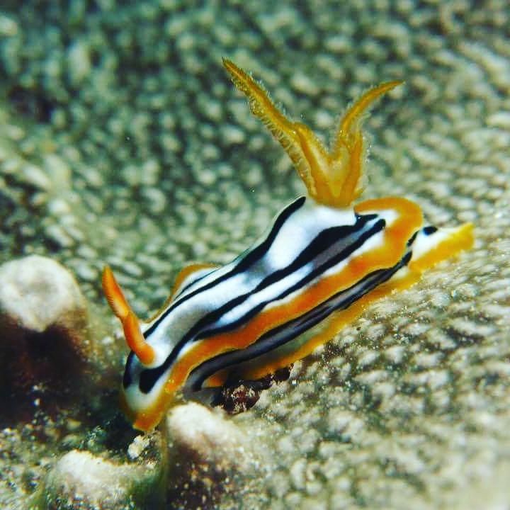Gecko Nature Lodge Home Of Swahili Divers The Best Dive Center And Famous Gecko Restaurant Verani Exterior foto